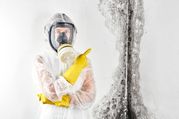 Best Asbestos and Lead Testing During Mold Inspection  in Port Byron, NY