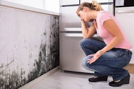 Best Air Quality Testing for Mold Spores  in Port Byron, NY